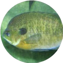 Pesce Persico Sole Acquaponica