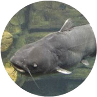 Pesce Gatto Acquaponica