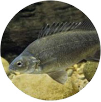 Pesce Persico Argentato Acquaponica