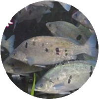 Pesce Persico Giada Acquaponica