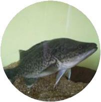 Merluzzo del Murray Acquaponica