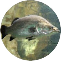 Barramundi Acquaponica
