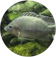 Tilapia Acquaponica