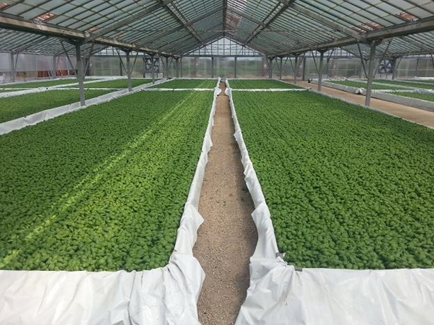  Examples of cultivation out of the ground Hydroponic agriculture